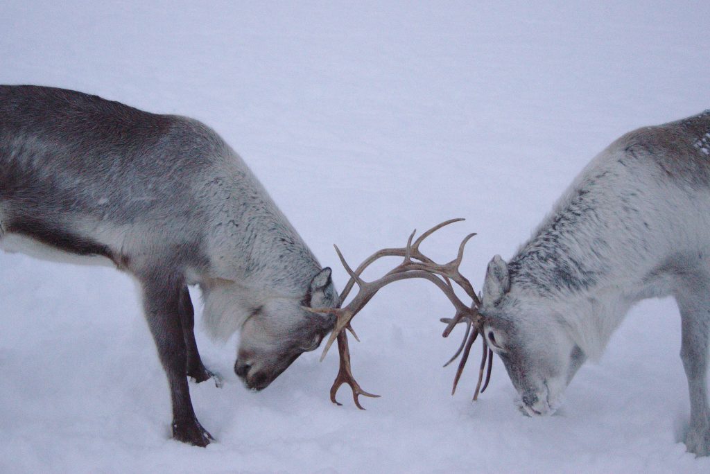 Reindeer fight