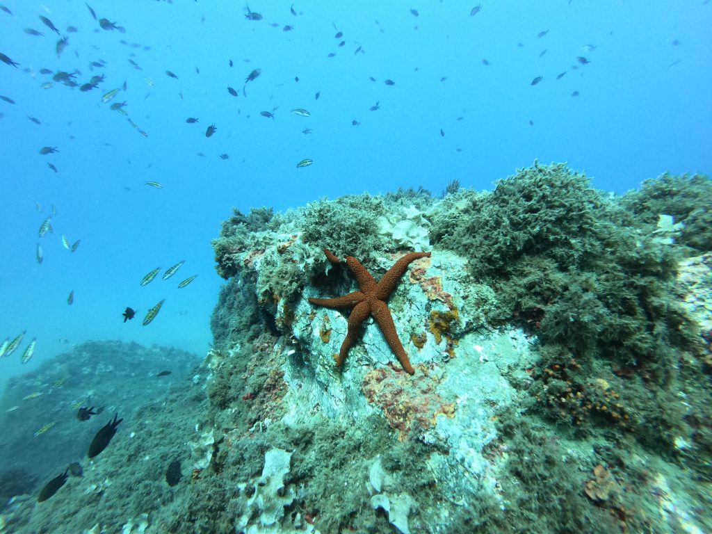 A starfish surrounded by a group of pez verde (Thalassoma pavo) and castanuelas (Chromis chromis)