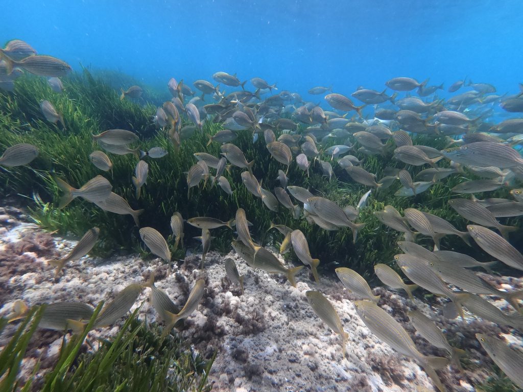 Following a group of dreamfish (Salema salpa)